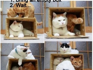 Cats and boxes