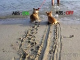 ABS