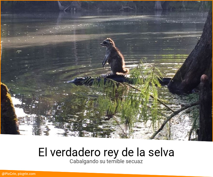 El verdadero rey de la selva