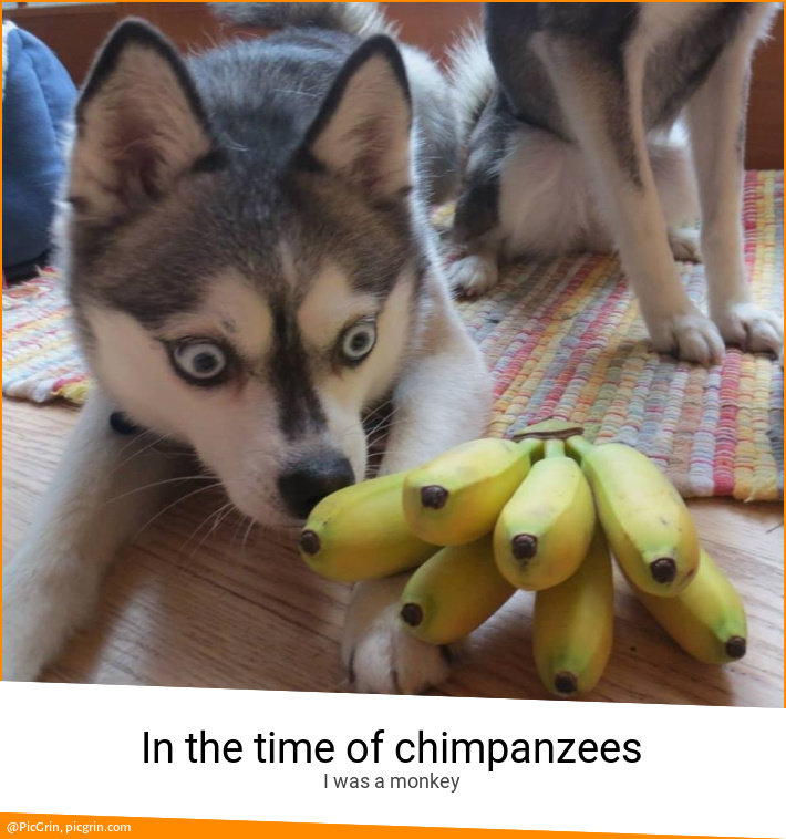 In the time of chimpanzees
