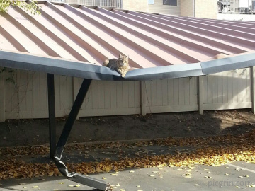 Creo que es hora de sacar al gato a pasear