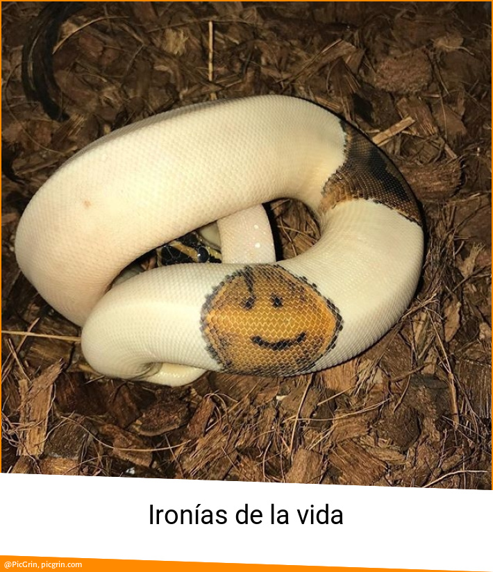 Ironías de la vida