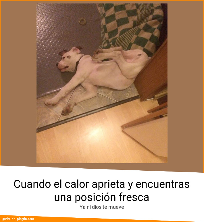 Cuando el calor aprieta y encuentras una posición fresca