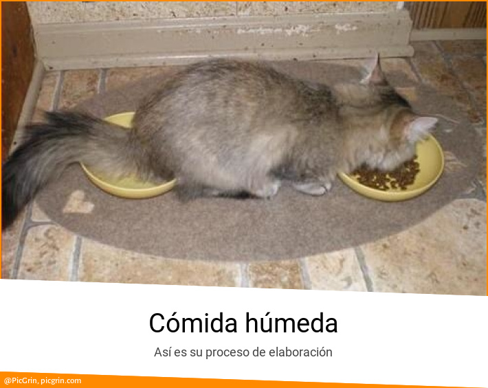 Cómida húmeda