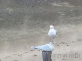 Pagafantas