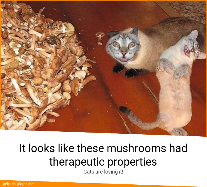 It looks like these mushrooms had therapeutic properties
