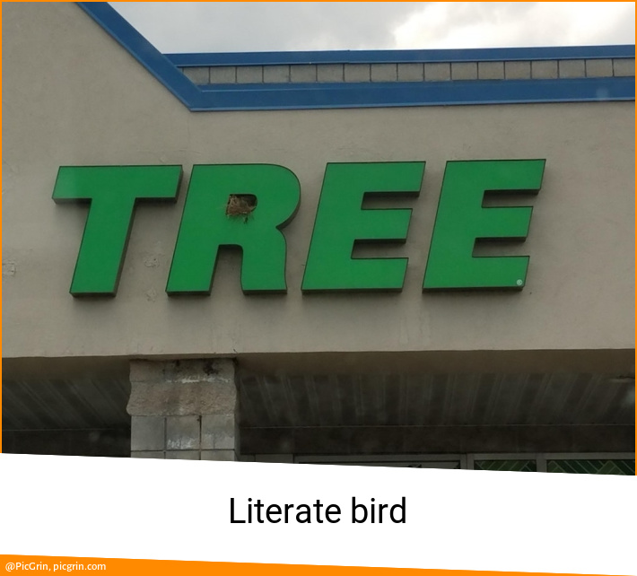 Literate bird