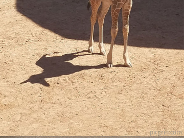 Incredible shadows