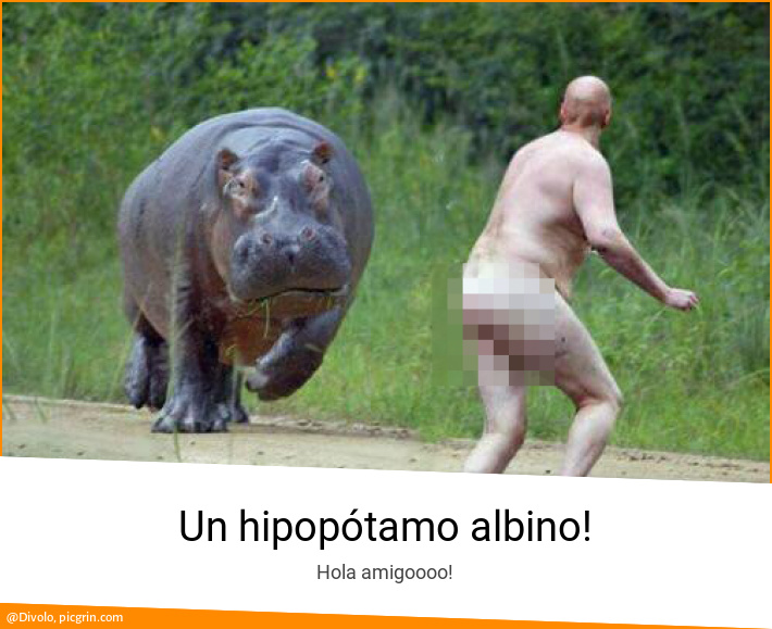 Un hipopótamo albino!
