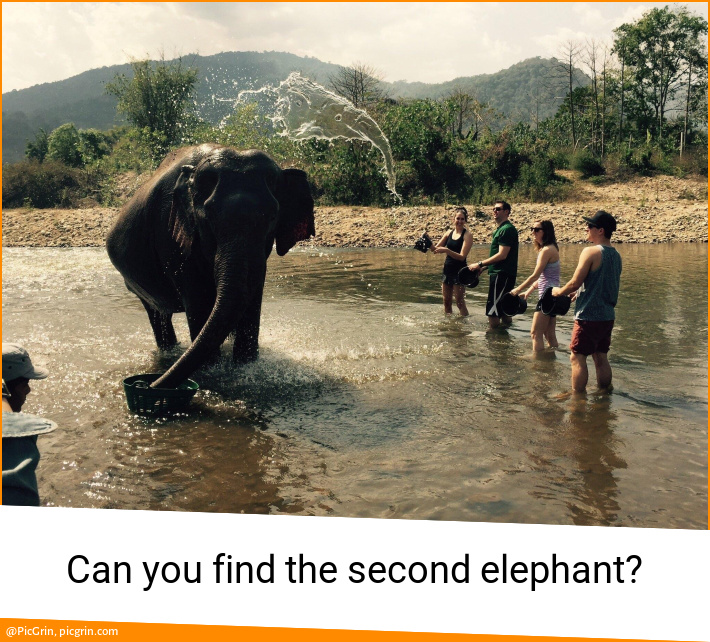 Can you find the second elephant?
