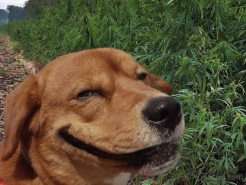 Perro policía en Colombia