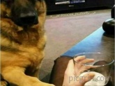 When even your dog thinks you've had enough