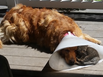 Nice to have a buddy when you are down and out