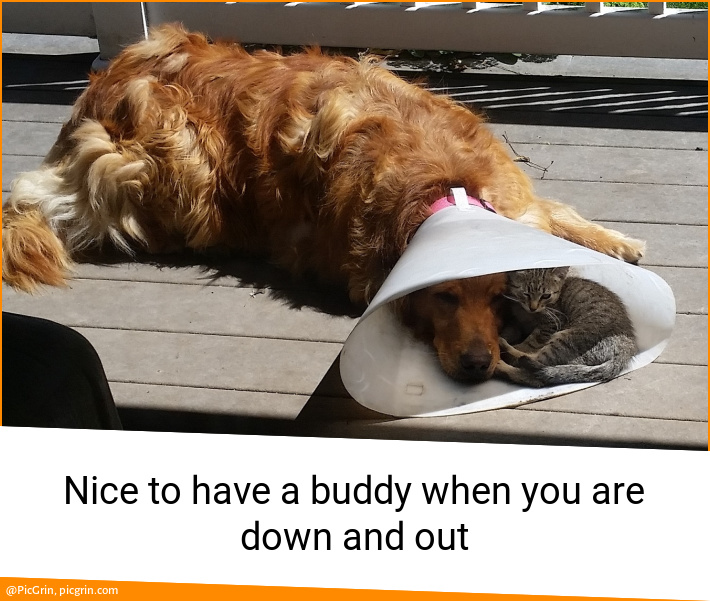 Nice to have a buddy when you are down and out