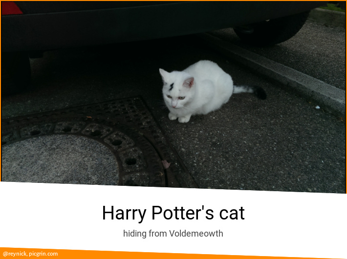 Harry Potter's cat
