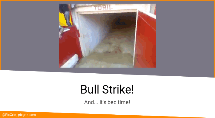 Bull Strike!