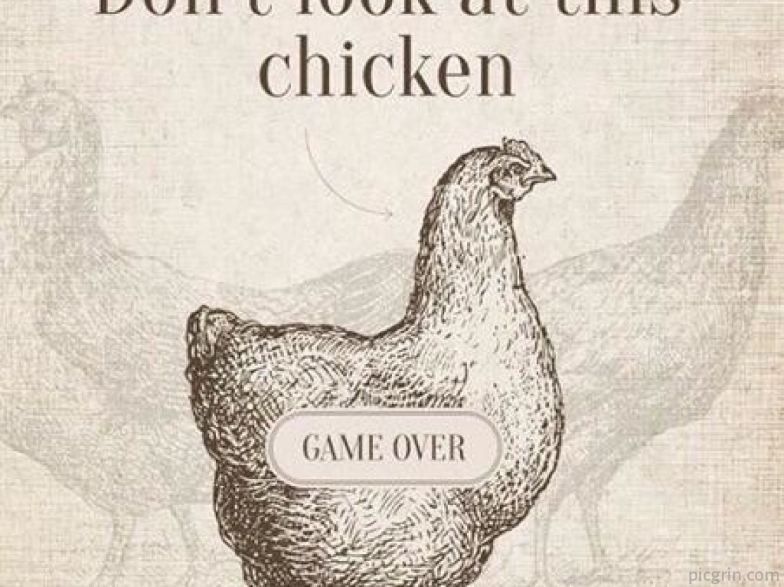 Look at this. Don't look at this Chicken. Chicken game. Chicken game don't look. Chicken game you dont look at.