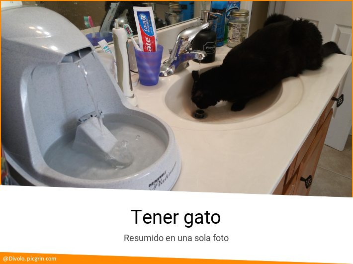 Tener gato