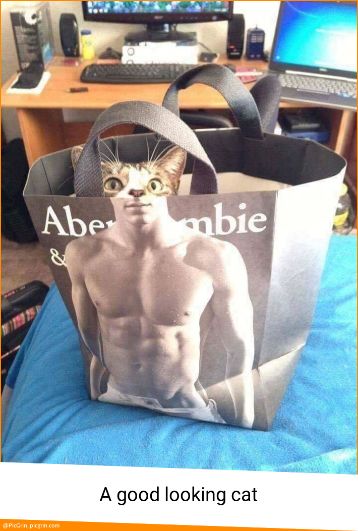 A good looking cat