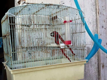 Creo que mi loro tiene autismo