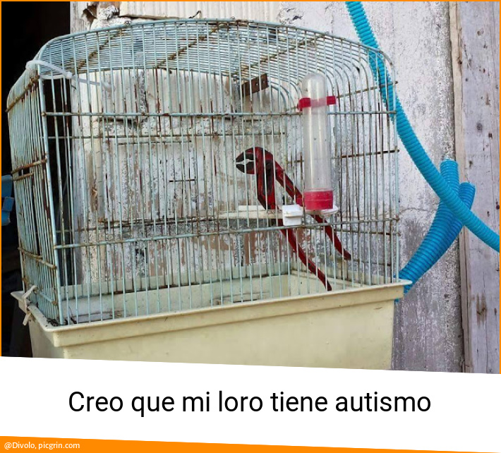 Creo que mi loro tiene autismo