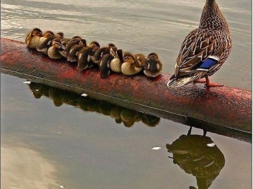 Mother instinct is present even in birds