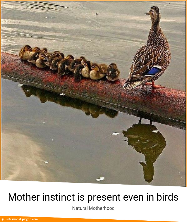 Mother instinct is present even in birds