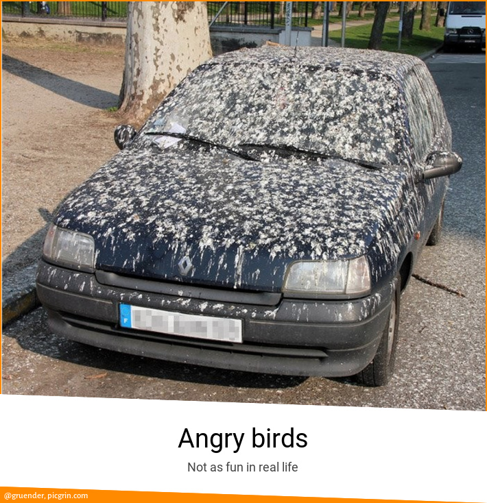 Angry birds