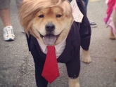 I'm Dognald Trump