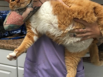 Gato de más de 10 kilos