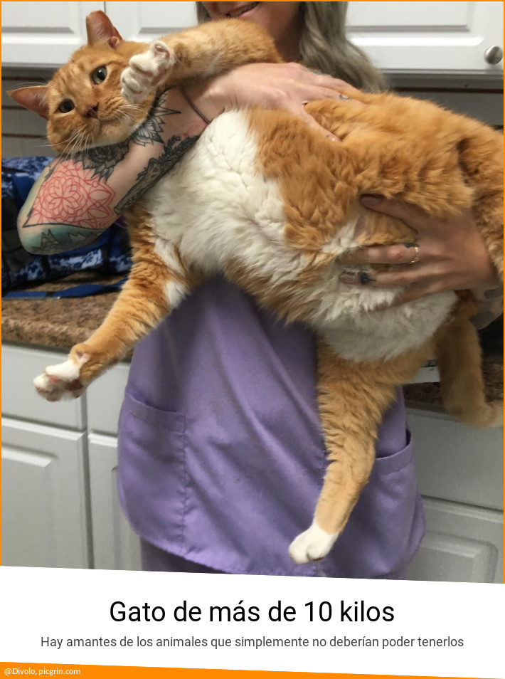 Gato de más de 10 kilos