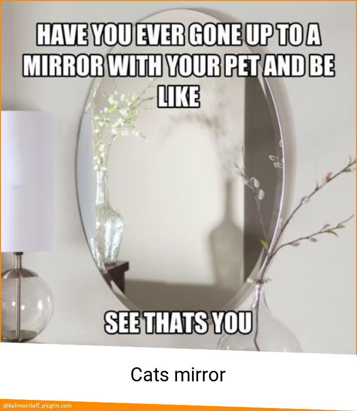 Cats mirror