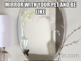 Cats mirror