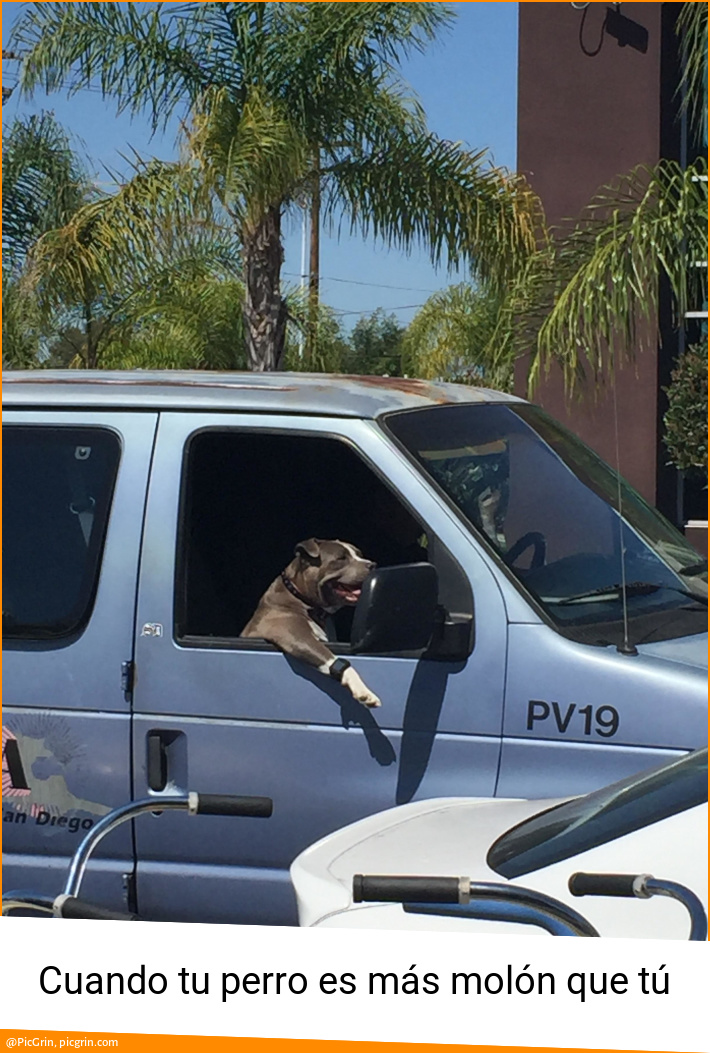 Cuando tu perro es más molón que tú