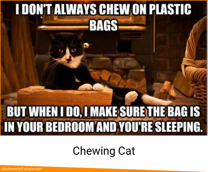 Chewing Cat