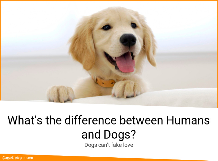 What's the difference between Humans and Dogs?