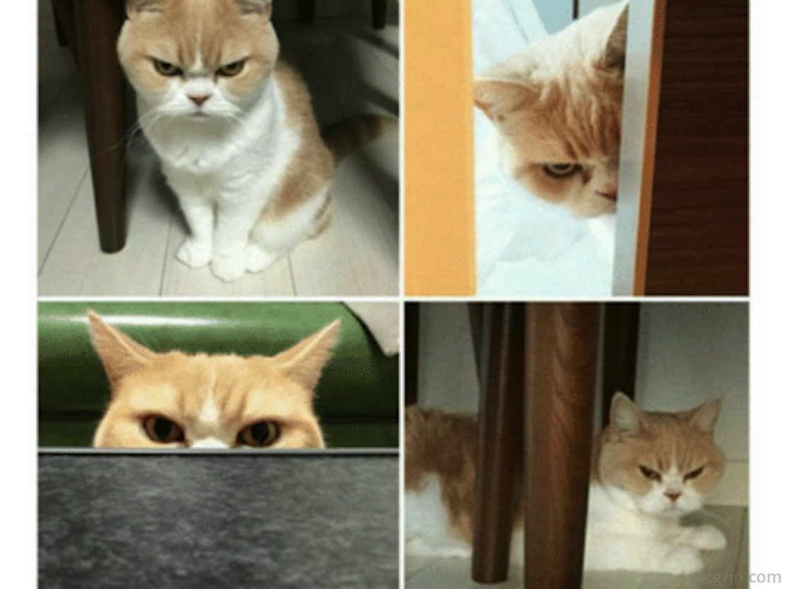 Кот злюка