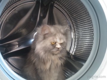 Washing cat