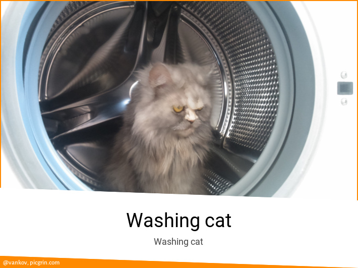 Washing cat