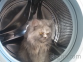 Washing cat