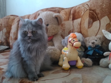 CAT AND FRIENDS