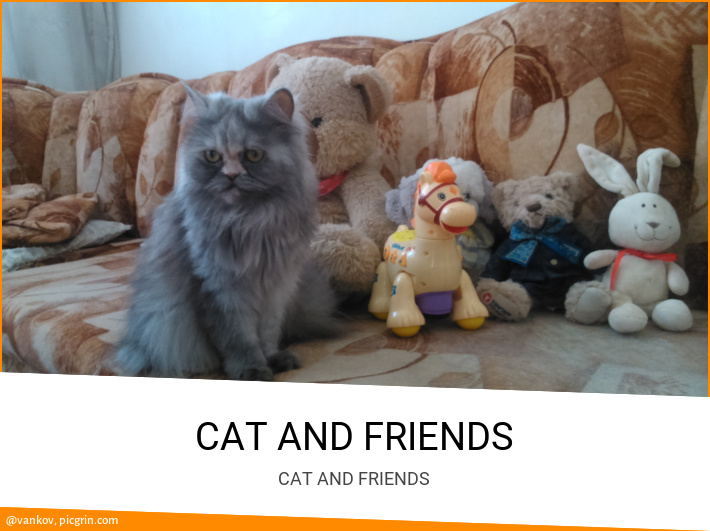 CAT AND FRIENDS