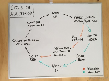 Cycle of adulthood