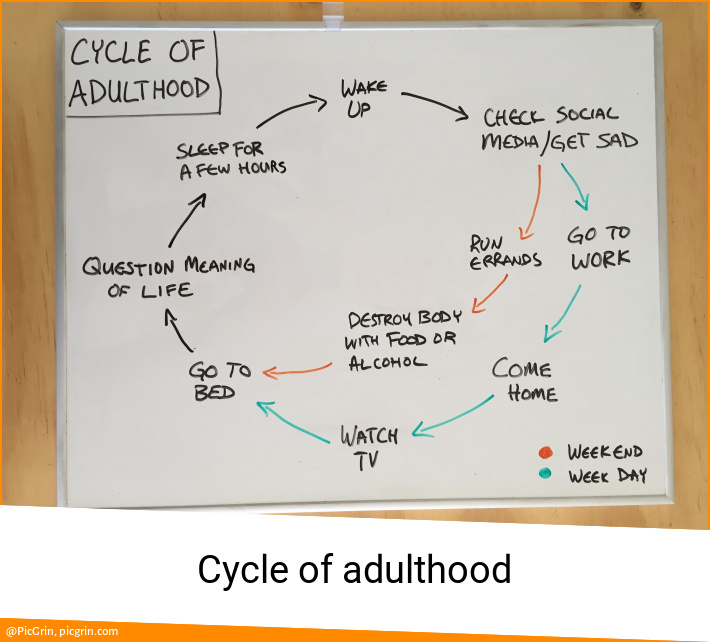 Cycle of adulthood