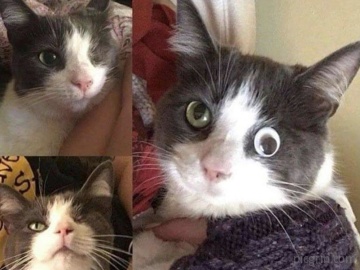Cat lost her eye on an accident