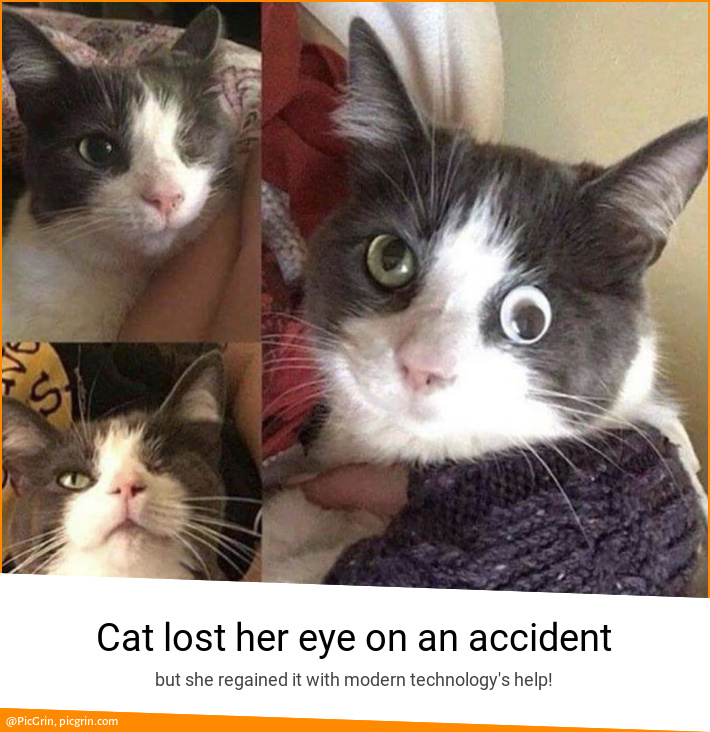 Cat lost her eye on an accident