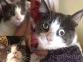 Cat lost her eye on an accident