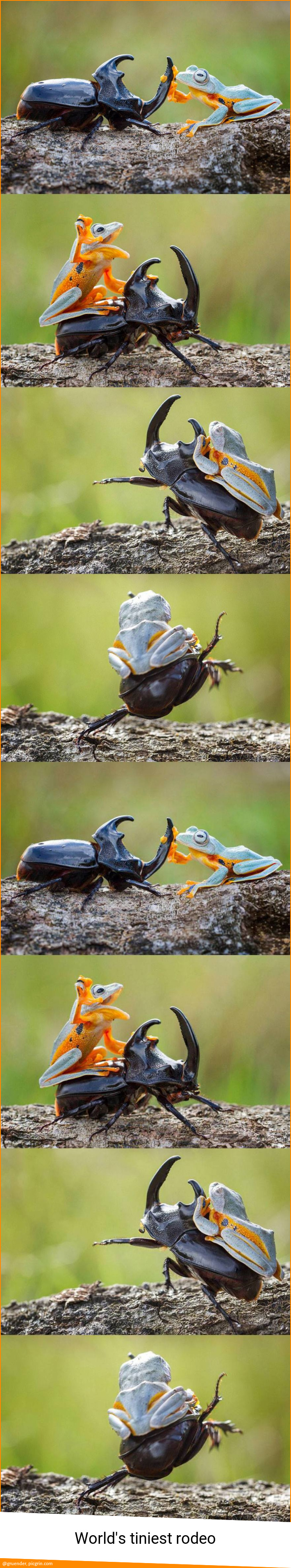 World's tiniest rodeo