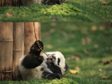 Daycare for pandas actually exists