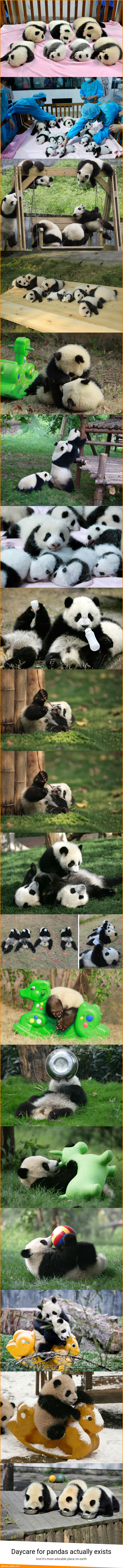 Daycare for pandas actually exists